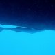 87- Un remora scotche sous la coque d'Imagine 